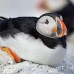 puffin_atlantic_msi_h_0568_can1596.jpg